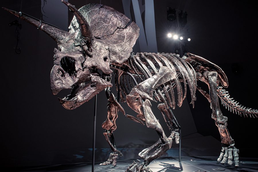 Melbourne Museum. Credit: Eugene Hyland Photography